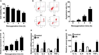 Long Non-coding RNA H19 Augments Hypoxia/Reoxygenation-Induced Renal Tubular Epithelial Cell Apoptosis and Injury by the miR-130a/BCL2L11 Pathway